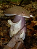 Tylopilus plumbeoviolaceus image