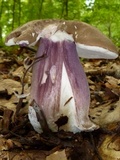 Tylopilus plumbeoviolaceus image