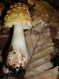 Amanita flavorubens image