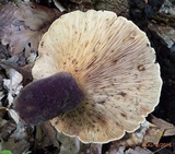 Tapinella atrotomentosa image