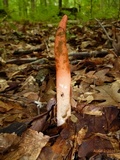 Mutinus elegans image