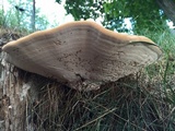 Ganoderma sessile image