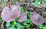 Tylopilus alboater image