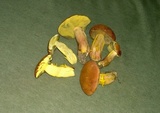 Lanmaoa pseudosensibilis image