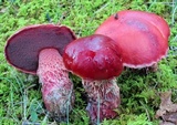 Butyriboletus frostii image
