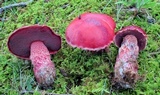 Butyriboletus frostii image