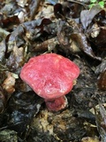 Baorangia bicolor image