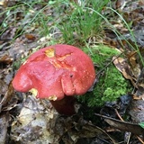 Baorangia bicolor image