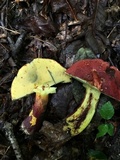 Baorangia bicolor image