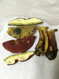 Baorangia bicolor image