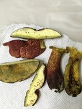 Baorangia bicolor image