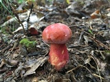 Baorangia bicolor image