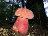 Baorangia bicolor image