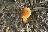 Lanmaoa pseudosensibilis image
