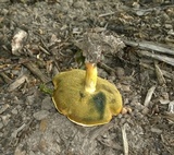 Lanmaoa pseudosensibilis image