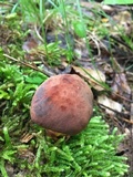 Boletus subluridellus image