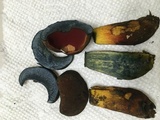 Boletus subluridellus image