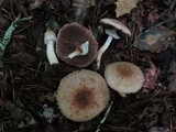 Agaricus silvaticus image