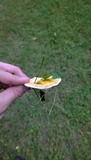 Ganoderma curtisii image