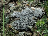 Diploschistes muscorum image