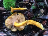 Cantharellus ignicolor image