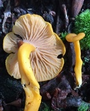 Cantharellus ignicolor image