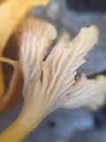 Cantharellus ignicolor image