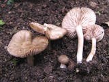Entoloma pseudoexcentricum image
