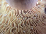 Lactifluus corrugis image