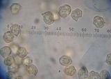 Entoloma pseudoexcentricum image
