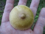 Amanita sinicoflava image