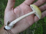 Amanita sinicoflava image