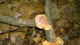Hapalopilus rutilans image