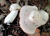 Tricholoma saponaceum image