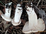Tricholoma saponaceum image