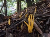 Clavulinopsis fusiformis image