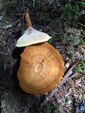Coltricia perennis image