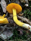 Humidicutis marginata var. concolor image