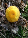 Humidicutis marginata image