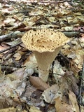 Gomphus kauffmanii image