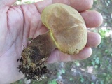 Tapinella atrotomentosa image