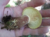 Tapinella atrotomentosa image