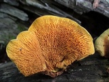 Pseudomerulius curtisii image