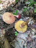 Suillus spraguei image