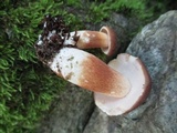 Xanthoconium affine image
