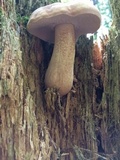 Tylopilus felleus image