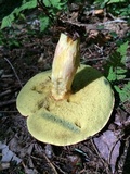 Boletus miniato-olivaceus image