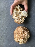 Sparassis americana image