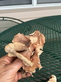 Gymnopus luxurians image