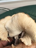 Gymnopus luxurians image